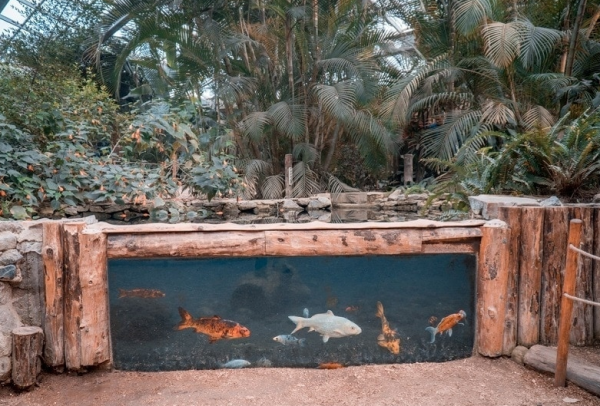 Aquarium outdoor dengan desain kayu dan ikan hias